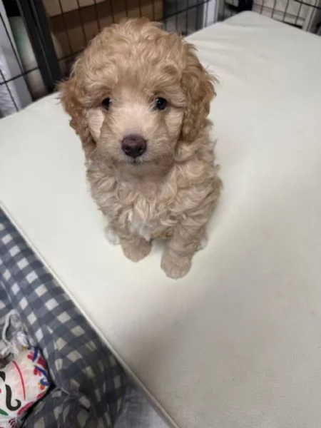 Vendita di 2 cuccioli di barboncino 1200 per uno