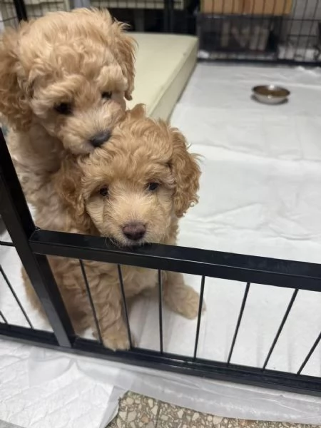 Vendita di 2 cuccioli di barboncino 1200 per uno | Foto 1