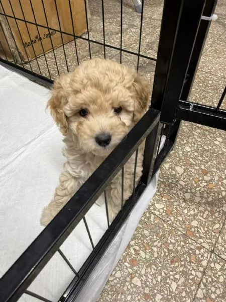 Vendita di 2 cuccioli di barboncino 1200 per uno | Foto 0