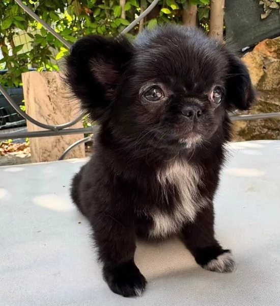4 Chihuahua Toy cuccioli maschio e femmina | Foto 0