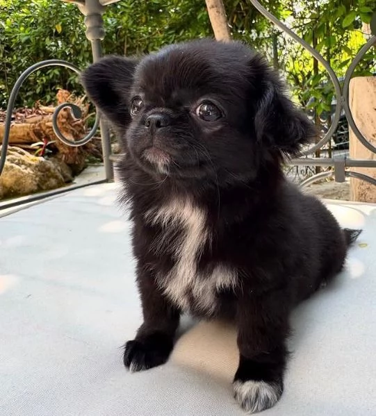 4 Chihuahua Toy cuccioli maschio e femmina