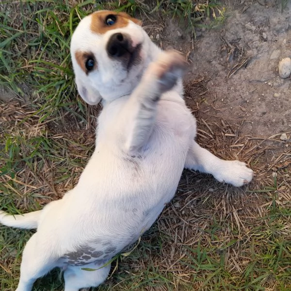 Jack Russell femmina 