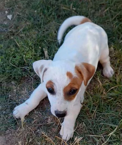 Jack Russell femmina  | Foto 2