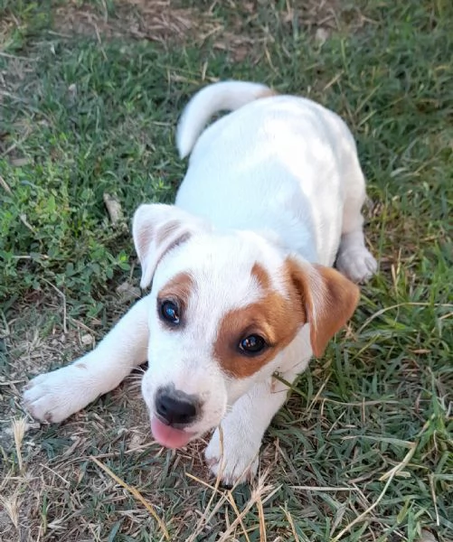 Jack Russell femmina  | Foto 1