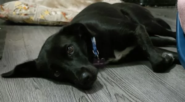 Cagnolina di un anno taglia piccola 
