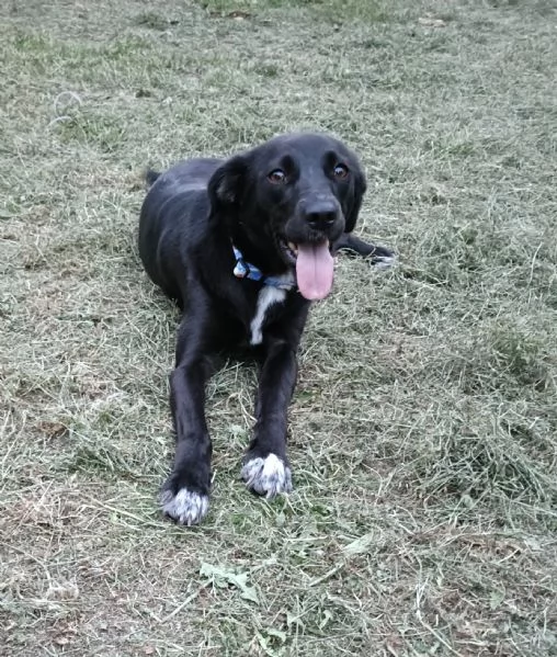 Cagnolina di un anno taglia piccola  | Foto 3