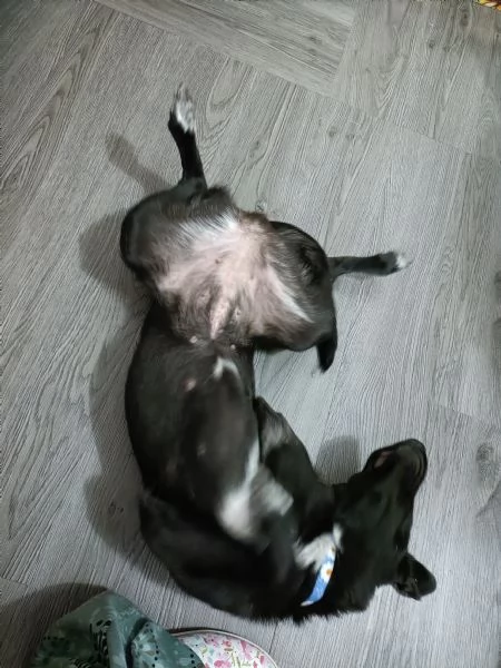 Cagnolina di un anno taglia piccola  | Foto 2