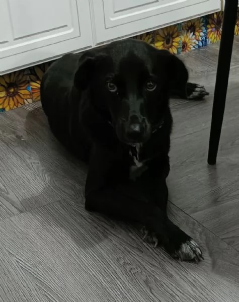 Cagnolina di un anno taglia piccola  | Foto 0