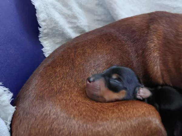 ZWERGPINSCHER CUCCIOLI | Foto 3