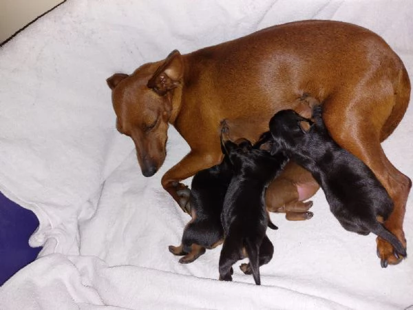 ZWERGPINSCHER CUCCIOLI | Foto 2
