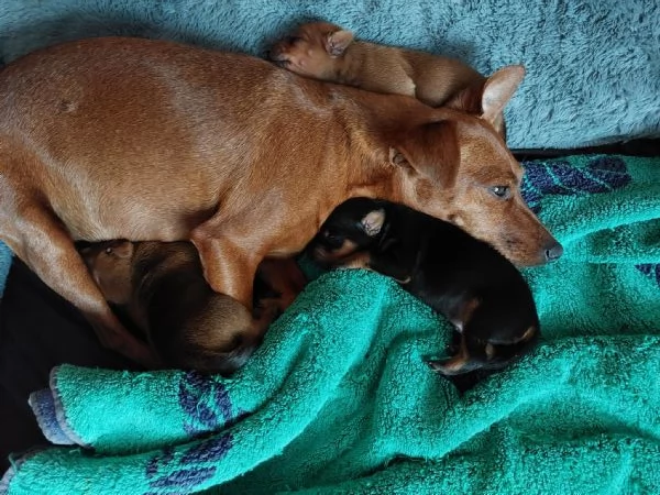 ZWERGPINSCHER CUCCIOLI | Foto 1