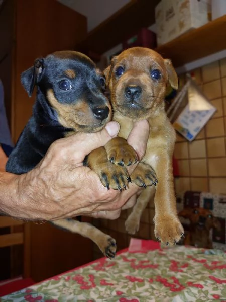 ZWERGPINSCHER CUCCIOLI | Foto 0