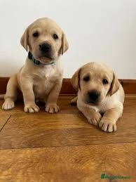 Labrador retriever