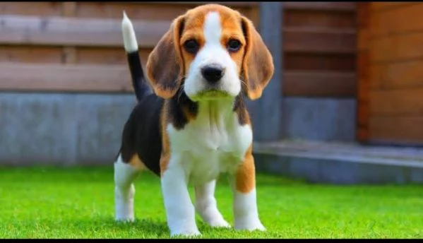 Beagle cuccioli maschio e femmina | Foto 1