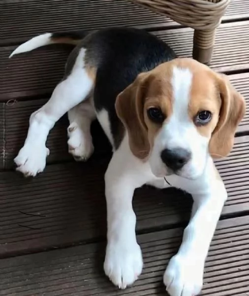 Beagle cuccioli maschio e femmina