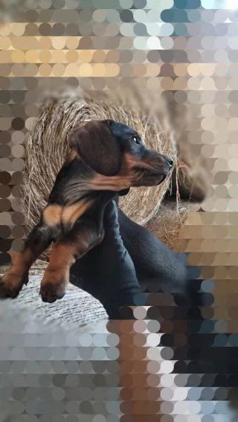 Cucciolo bassotto 