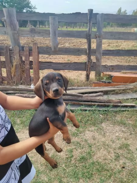 Cucciolo bassotto  | Foto 0