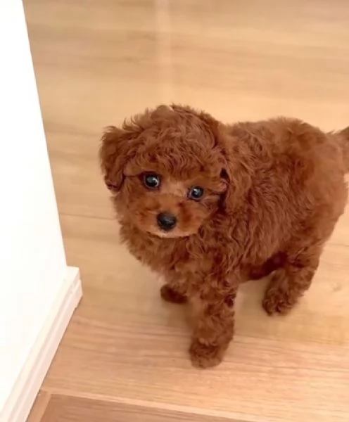Barboncino Toy cuccioli maschio e femmina