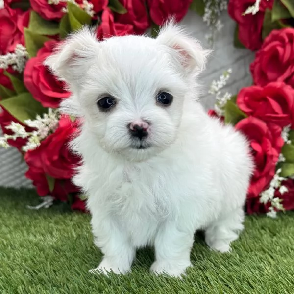 Maltese Toy cuccioli maschio e femmina
