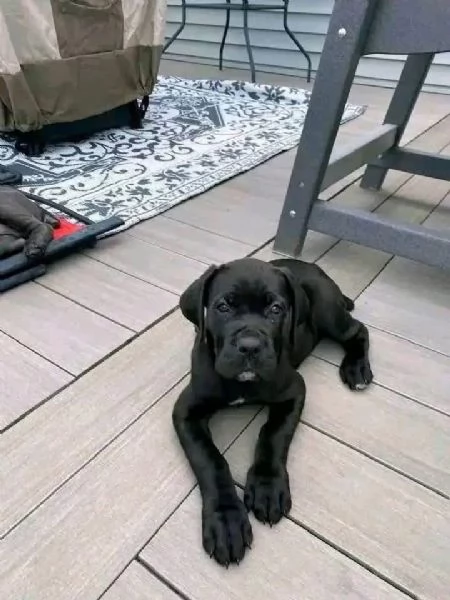 Cane Corso cuccioli maschio e femmina