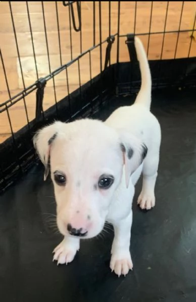 Dalmata cuccioli maschio e femmina | Foto 0