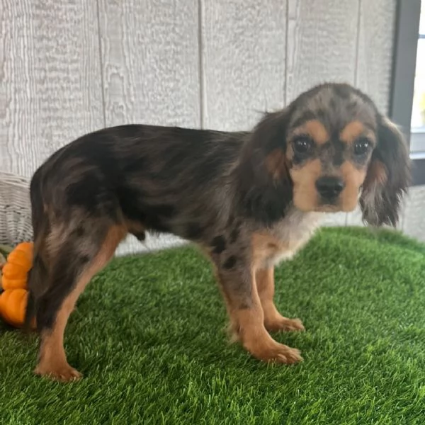 Cavalier King Charles cuccioli maschio e femmina | Foto 0