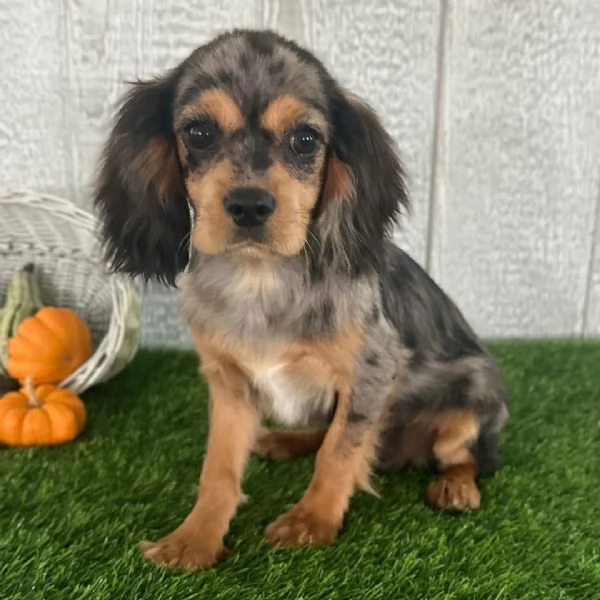 Cavalier King Charles cuccioli maschio e femmina