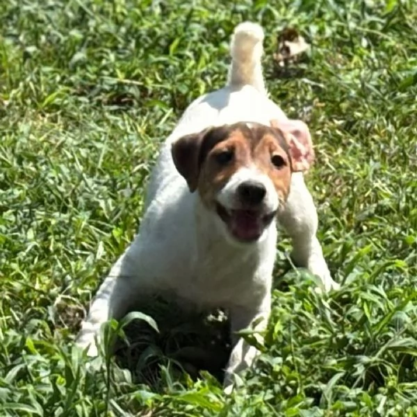 Jack Russell cuccioli maschio e femmina | Foto 0