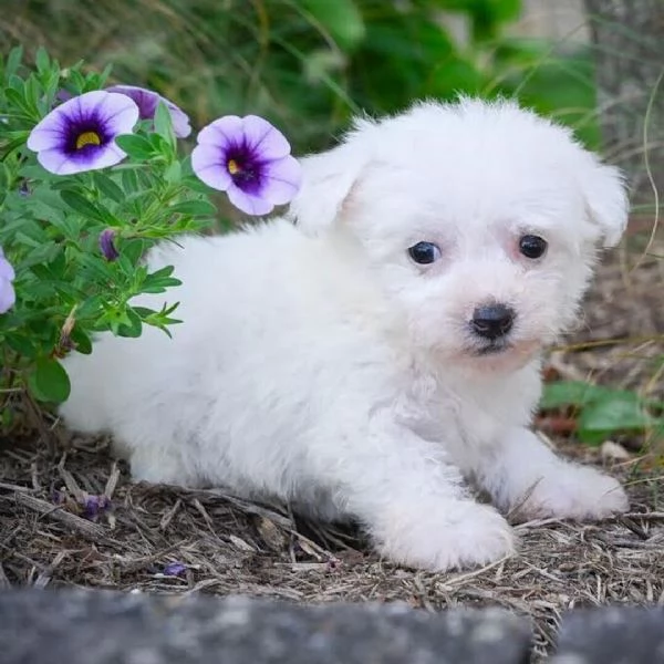 Maltipoo minicuccioli maschio e femmina | Foto 0