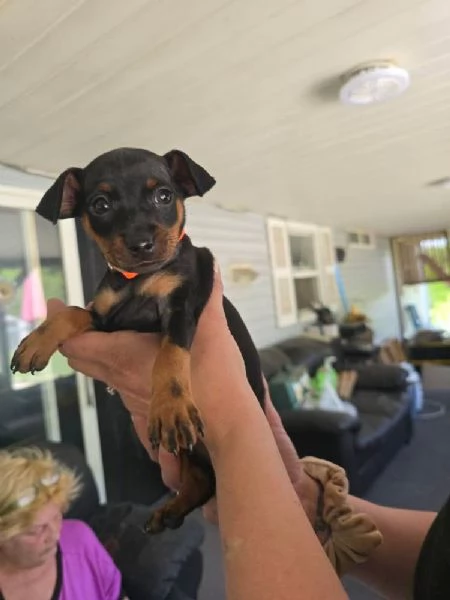  Pinscher Mini cuccioli maschio e femmina | Foto 1