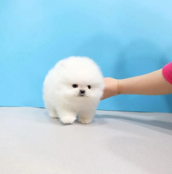 Bellissimi cuccioli di Pomerania Toy pronti per partire
