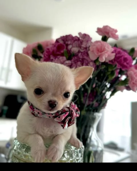 Cuccioli di Chihuahua fantastici