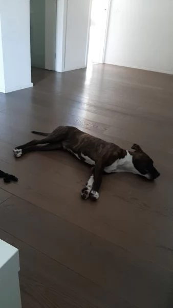 Amstaff ubbidientissimo | Foto 6