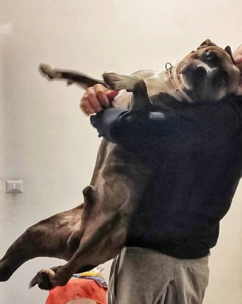 Amstaff ubbidientissimo | Foto 5