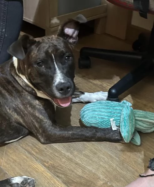 Amstaff ubbidientissimo | Foto 4