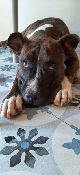 Amstaff ubbidientissimo | Foto 2