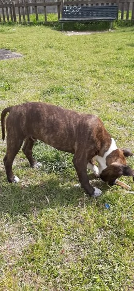 Amstaff ubbidientissimo | Foto 1