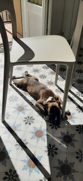 Amstaff ubbidientissimo | Foto 0