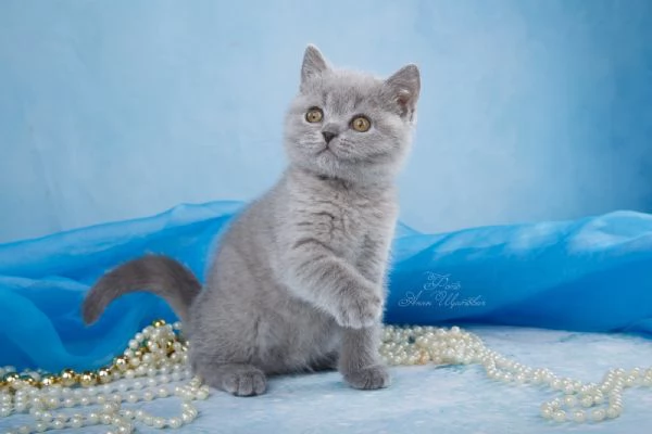 Adorabili Gattini British Shorthair   Maschio e Femmina | Foto 0