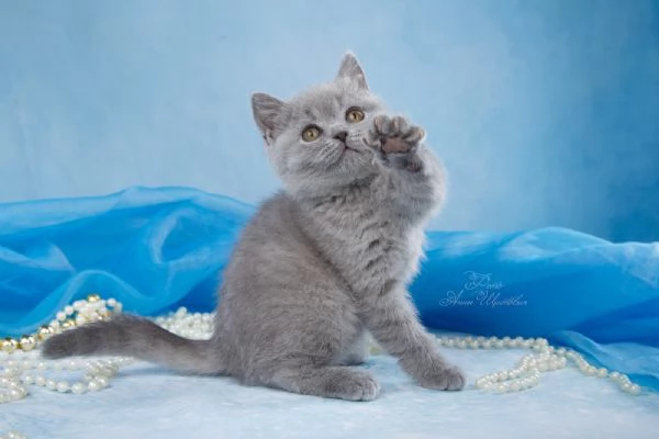 Adorabili Gattini British Shorthair   Maschio e Femmina