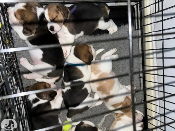 Cuccioli di Beagle | Foto 1