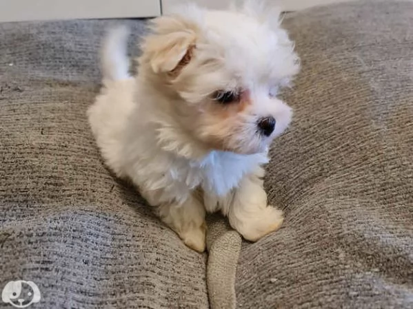 Maltese toy | Foto 0