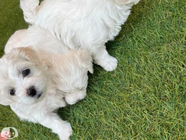 Maltese toy | Foto 1