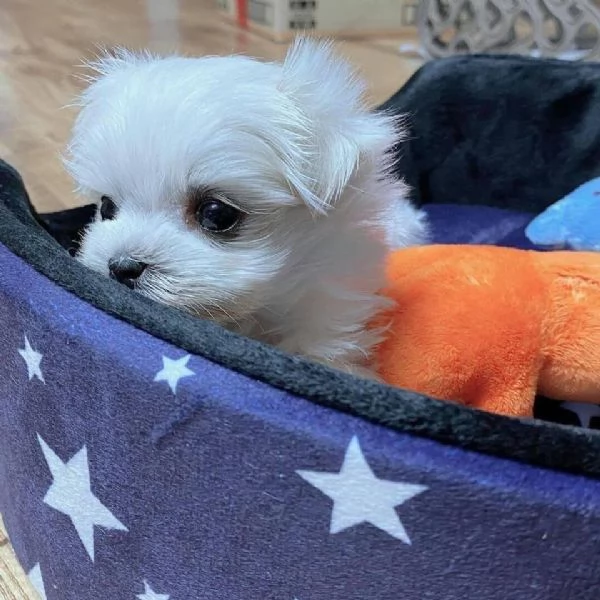 Maltese toy | Foto 0