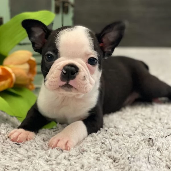 Boston terrier cuccioli maschio e femmina | Foto 1