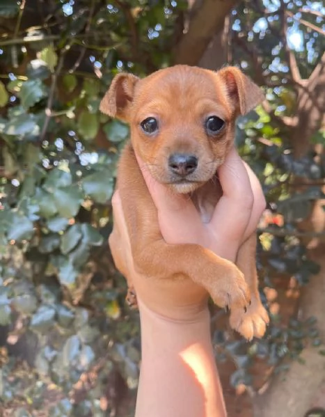 Pinscher Mini cuccioli maschio e femmina