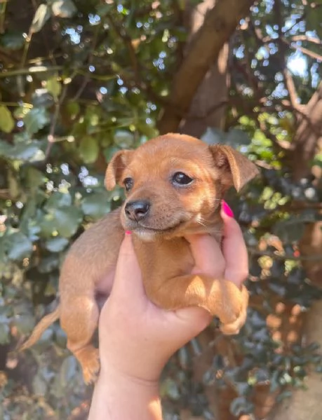 Pinscher Mini cuccioli maschio e femmina | Foto 2