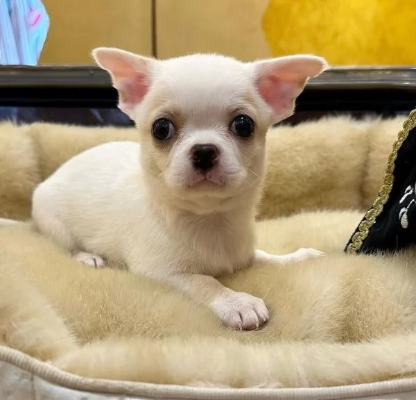  Chihuahua Toy cuccioli maschio e femmina