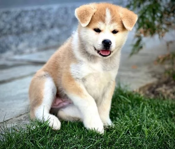 Akita Inu  cuccioli maschio e femmina | Foto 1