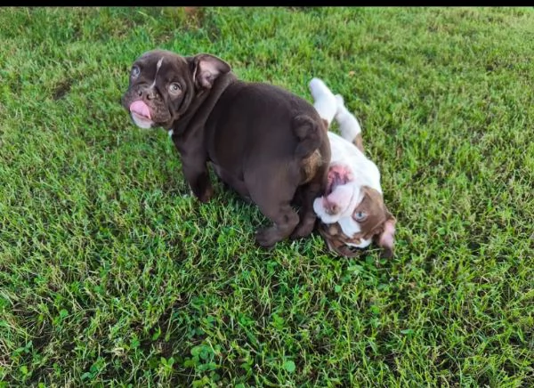 Bulldog Inglese cuccioli maschio e femmina | Foto 1